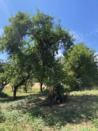 Foto treephoto-veaf6v4niknm6jtenkqhd13p.jpeg