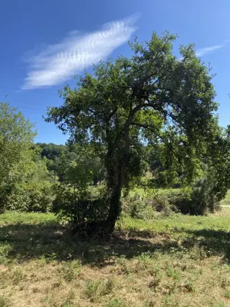 Foto treephoto-x3rpmofk39vsjojz57e7743h.jpeg