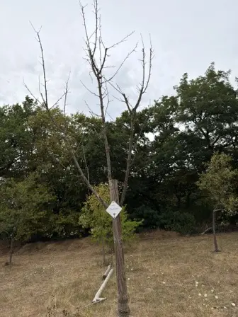 Foto treephoto-cp44o7qgrc0zwxoiwz48l03b.jpeg