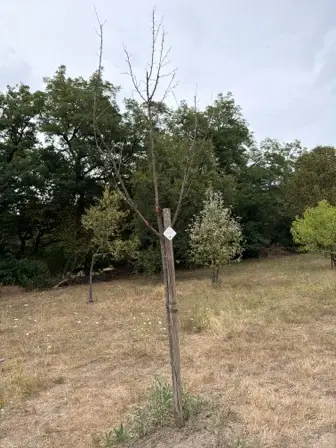 Foto treephoto-vmm6ak7m5c4o57wz0l0dfqdf.jpeg