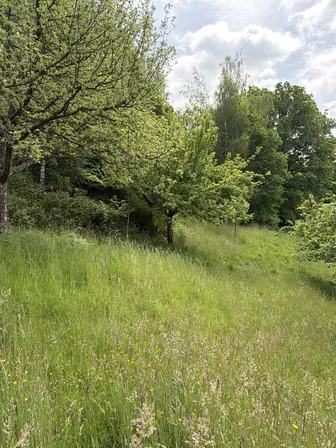 Foto treephoto-j8g6wvzzx0tvza15dorw3uuz.jpeg