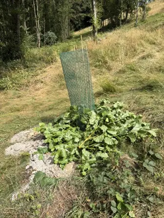 Foto treephoto-c01rpx87us7rtv6uuwl44eac.jpeg