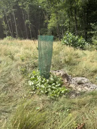 Foto treephoto-hpb6jf9o7zp8xc3bvhz6trm2.jpeg