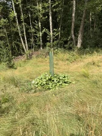 Foto treephoto-lgfgchubpaxw47krij9yvunt.jpeg