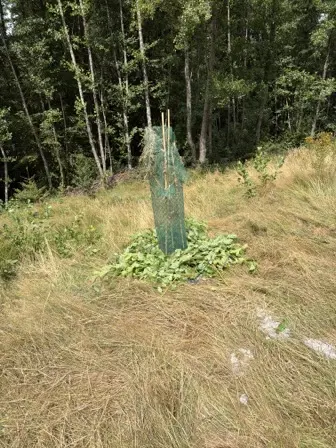 Foto treephoto-qwch5t1w0jm7r8ok2psasqkg.jpeg