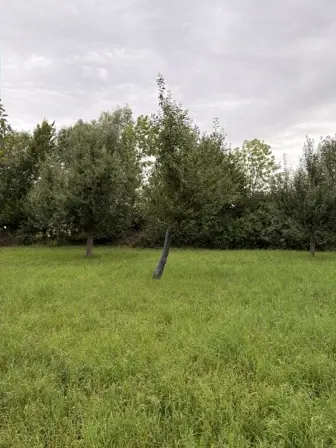 Foto treephoto-czxivf34bqotzy3zdqpkjw8m.jpeg
