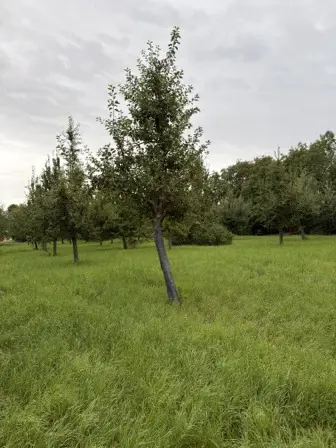 Foto treephoto-ppg9ap3w7b3pd8jouvqt3ify.jpeg