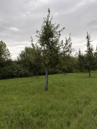 Foto treephoto-u9tqzor9qhmqb0mt8awejl4k.jpeg
