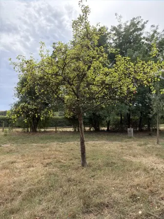 Foto treephoto-uneaa2o55w5p6cvkrwminxzc.jpeg