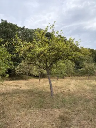 Foto treephoto-yidwngak9i622850mty9ezet.jpeg