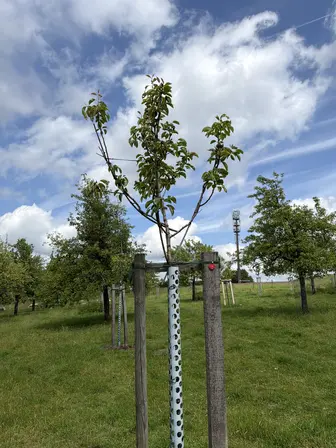 Foto treephoto-jvfv33zj48n0r8twkkq7ra6g.jpeg