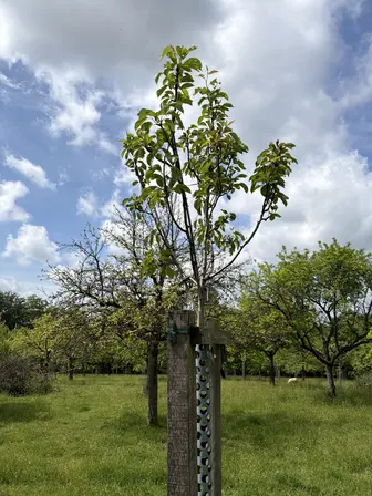 Foto treephoto-ktun31metqm8qi08cy7lxpjr.jpeg