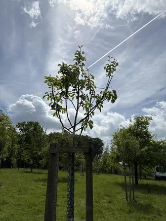 Foto treephoto-rwilbnyu5nk4fnihpghs4qki.jpeg