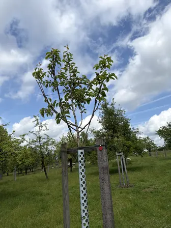 Foto treephoto-x5tivabpe8bytzo8ktftb9j4.jpeg
