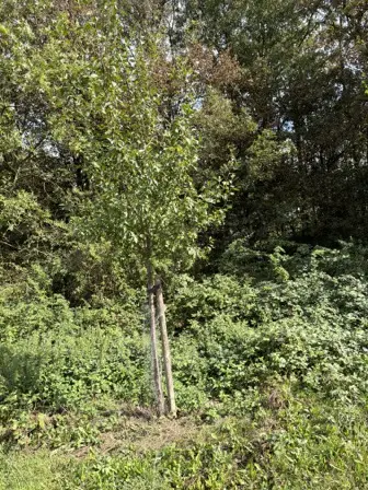Foto treephoto-ct4929nepeck9b16480d80du.jpeg