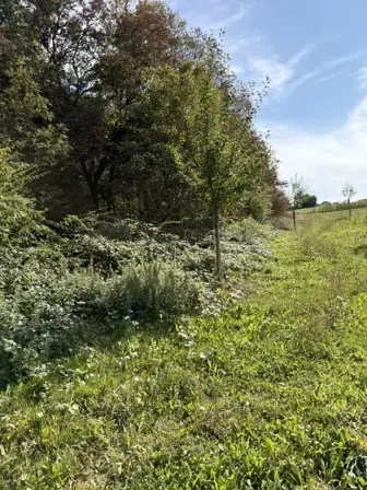 Foto treephoto-fd5szzd86nbij5l3mw19vere.jpeg
