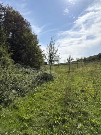 Foto treephoto-o0cau2lqct78kr035j8nweaw.jpeg