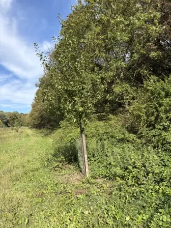 Foto treephoto-zf4h06gb3ayciygz4u7u4vvi.jpeg