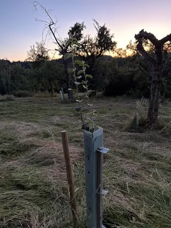 Foto treephoto-hzuppt2dn37iznmz93uepqqp.jpeg