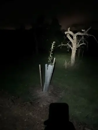 Foto treephoto-s4byvwbabfmjml79sitwa8uq.jpeg