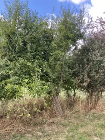 Foto treephoto-b6smd8xk86yjfjzurcmp8ee7.jpeg