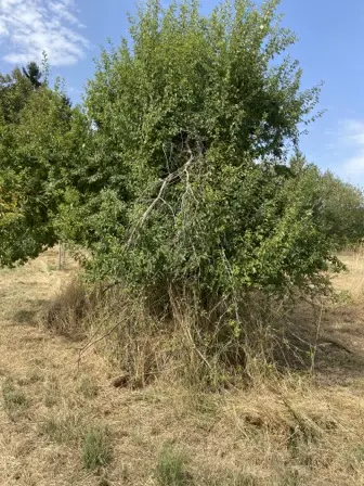 Foto treephoto-bb1znhrx575f732dco3ucmiv.jpeg