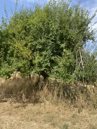 Foto treephoto-c36u870qx4jv186qlwy3ypq0.jpeg