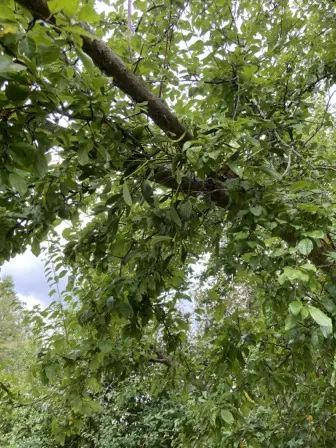 Foto treephoto-dc83rng5t2qeipf3uhksj6mu.jpeg