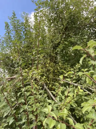 Foto treephoto-gcfuj7icusa5hevw1wcbvwz0.jpeg