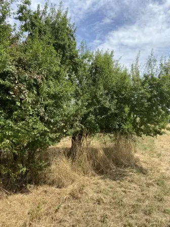 Foto treephoto-kiq7sh9nmrkj741n5iwkd1bv.jpeg