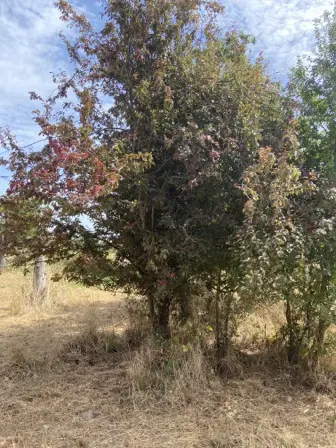 Foto treephoto-ofmksl90ibib0x46c10god6c.jpeg