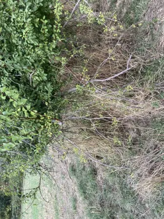 Foto treephoto-pafdaknl6wbw96en9ysksovn.jpeg