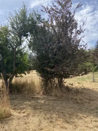 Foto treephoto-s327twcla3i168sdueihcoj5.jpeg