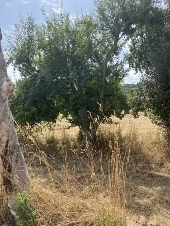Foto treephoto-vl5dskveyrpgq7u93jubi701.jpeg