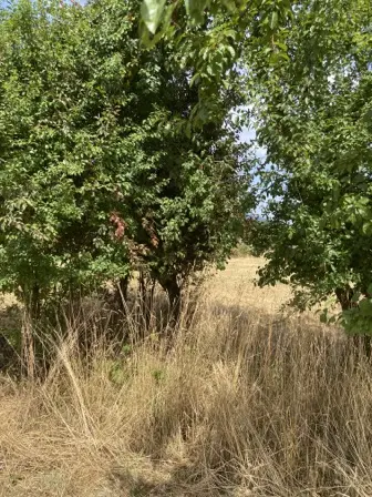 Foto treephoto-wnox2fmx0x8yoctjaz4ttfh1.jpeg