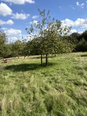 Foto treephoto-al8wvlir8nbh8jx7wtcowqkt.jpeg