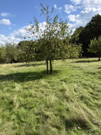 Foto treephoto-hw2iyqom9sazbxmu94c8scqm.jpeg
