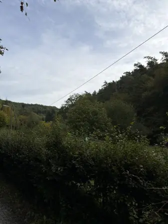 Foto treephoto-epdods1m1555nyshyu4r6ots.jpeg