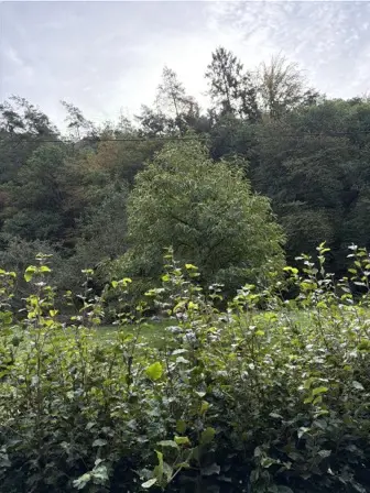 Foto treephoto-h2f8ucv10h144zgbspscvv5w.jpeg