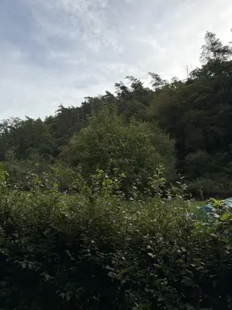 Foto treephoto-r03xlpj7wdvcbucirasxn5lk.jpeg