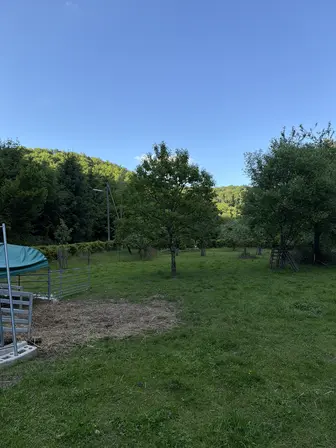 Foto treephoto-sudikwlik85fra65f83j8yq6.jpeg
