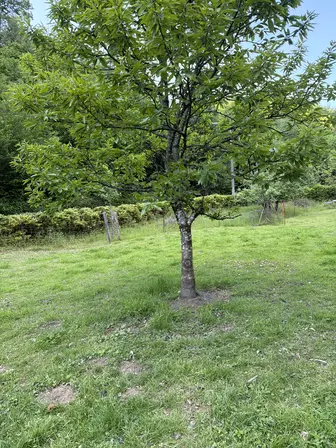 Foto treephoto-v1xhqceo7pbkenfkq4bxrx3c.jpeg