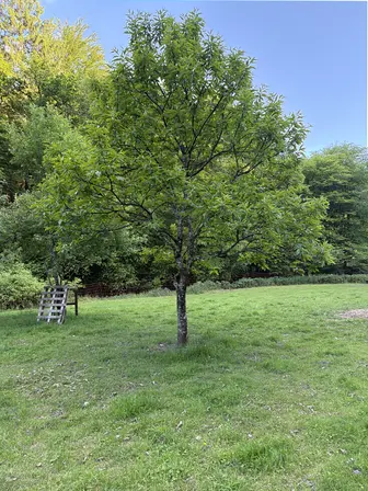 Foto treephoto-xzbhhj1wn9kr7nagzgj813pe.jpeg