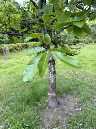 Foto treephoto-z3e516p1o4fxhnxi3w8ivt07.jpeg
