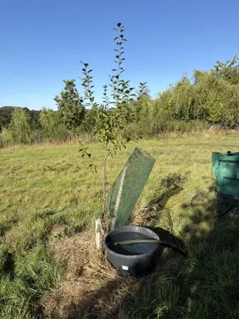 Foto treephoto-a35zp714mkiuxjlofoxxgkhp.jpeg