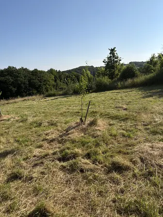 Foto treephoto-uskcuk94q5fubgnqsopib1j9.jpeg
