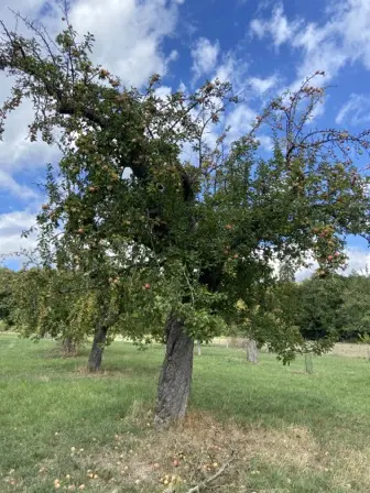 Foto treephoto-j76olfqkraz7u77zvp98vhby.jpeg