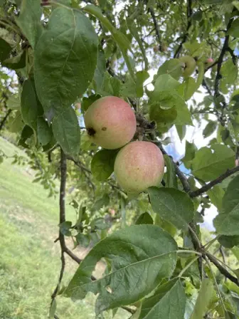 Foto treephoto-s00k426f1u5wtb61poqeqxvr.jpeg
