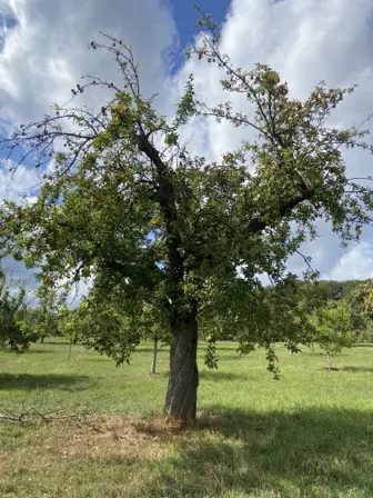 Foto treephoto-wgi6fejb5xnz4mavpuwzsk9s.jpeg