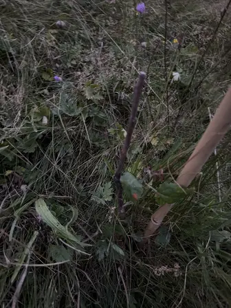 Foto treephoto-hwmj8eqfqk7rp4zjq5qucpck.jpeg